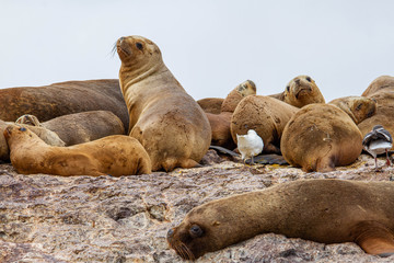 Group of female sea lions.