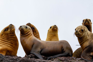 Group of female sea lions.