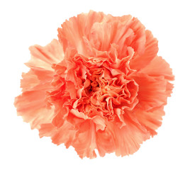 orange carnation
