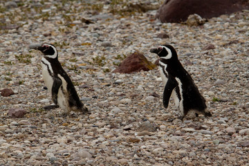 Two Penguins.