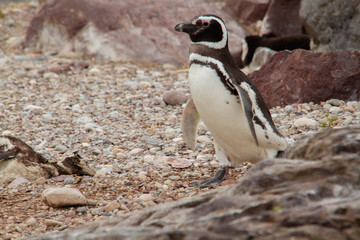 Penguin walking amongthe stones