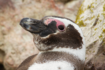 Close-up of adult penguin