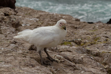Antartic Pigeon