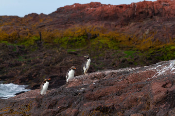 Rockhopper penguin returning from the sea.