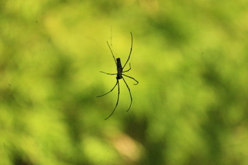 spider on the web