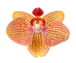 Fototapeta na wymiar beautiful yellow orchid