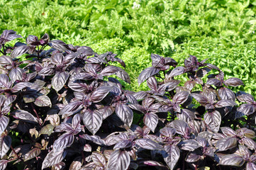 Ocimum basilicum purpureum purple basils
