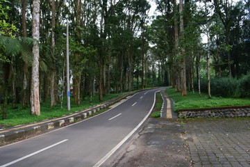 road in the woods