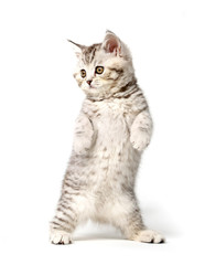Gray kitten of the British breed standing on his hind legs and looking to the side. Isolated on white background.