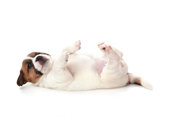 Jack Russell Terrier puppy, 1 months old. Isolated on white.