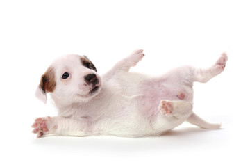 Jack Russell Terrier puppy, 1 months old. Isolated on white