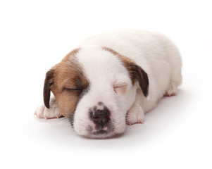 Jack Russell Terrier puppy, 1 months old. Isolated on white.