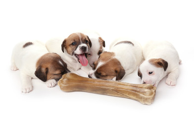 Puppies breed Jack Russell Terrier with a huge bone, 1 months old. Isolated on white.