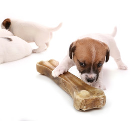 Puppy Jack Russell Terrier with a large bone. Isolated on white