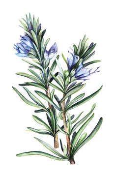 Watercolor drawing of beautiful wild rosemary plant with narrow thin leaves and blue flowers with unopened buds. Abstract lilac flower isolated on white background. Hand drawn summer illustration