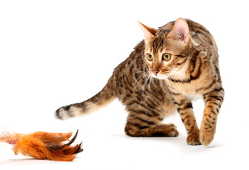 Bengal cat hunts for the toy. Isolated on a white background.