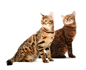 Fototapeta na wymiar She-cat and he-cat bengal breed. Isolated on white background.