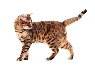 A young Bengal cat stands and stares back. Isolated on a white background.