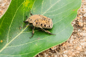 Gymnetis Lanius On Avocado Leaf