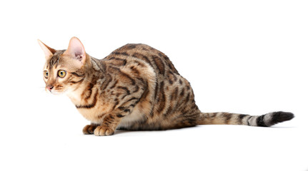 Young Bengal cat breed is ready to jump. Isolated on a white background.