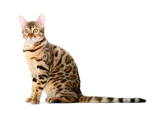 A young Bengal cat sits and watches intently. Isolated on a white background.