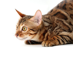Young Bengal cat breed is ready to jump. Isolated on a white background.