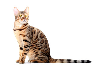 A young Bengal cat sits and stares up and away. Isolated on a white background.