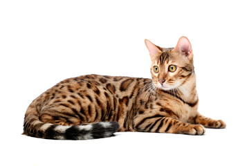 The Bengal cat breed.Isolated on a white background.