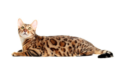 The Bengal cat breed.Isolated on a white background.