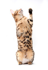 Bengal cat looks up and catches the toy. Isolated on a white background.