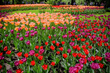 coloured tulips. Pink, white and red flower tulip illuminated by sunlight. Soft selective focus, close up tulip, toning. Floral background of brightly coloured tulips. Spring garden.