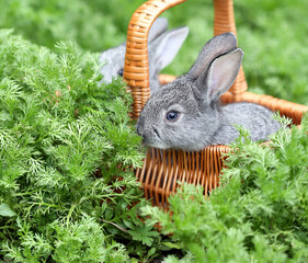 A small grey rabbit is sitting in a basket among the grass.