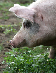 Portrait of an adult pig.