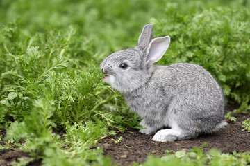 Little gray rabbit eating grass sitting in nature.