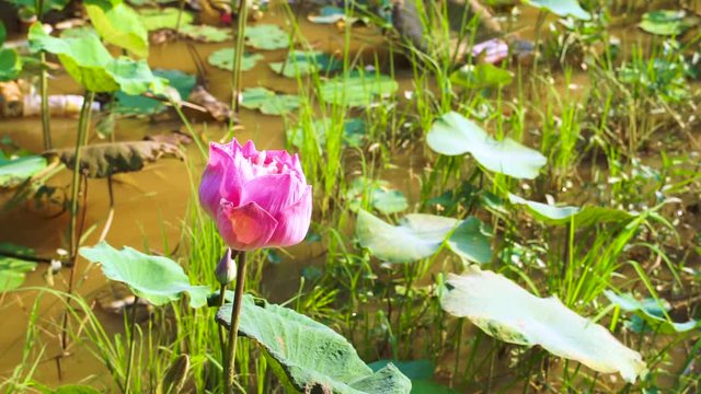 Close up single blossom lotus flower in lotus farm with slow wind in Asia.
