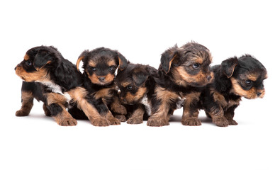 Five puppies popredi Yorkshire Terrier isolated on the white (age 1 month).