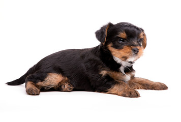 Puppy of Yorkshire Terrier isolated on the white (age 1 month)