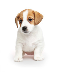 Jack Russell Terrier puppy, 2 months old. Isolated on white