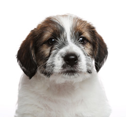 Jack Russell Terrier puppy, 2 months old. Isolated on white