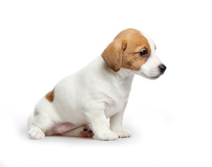 Jack Russell Terrier puppy, 2 months old. Isolated on white.