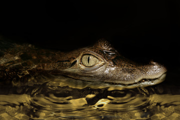 Caiman peeking out of the water.