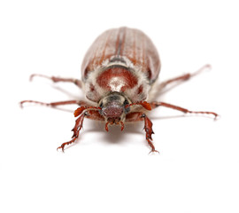 Cockchafer isolated on a white background.