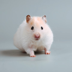 Hamster on a gray background.