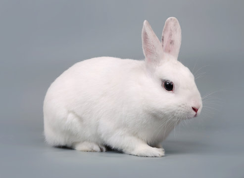 White rabbit on a grey background.
