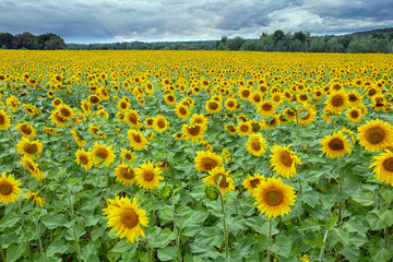Fototapeta premium Large beautiful field of sunflowers