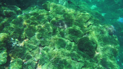 Fototapeta na wymiar Fresh green seaweed in deep sea