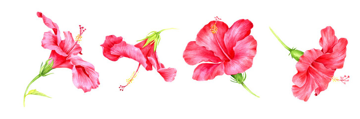 watercolor drawing hibiscus flowers