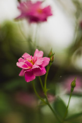 Obraz na płótnie Canvas Beautiful roses with blur background