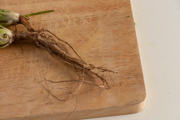 Raiz de cilantro cortada después de la preparación. Para siembra casera y reproducción de plantas