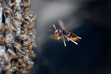 Hornet attack to honey bees

